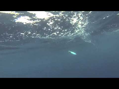 Underwater Yellowtail