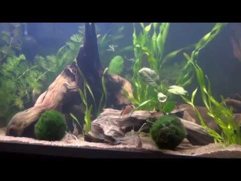 Corydoras tank!