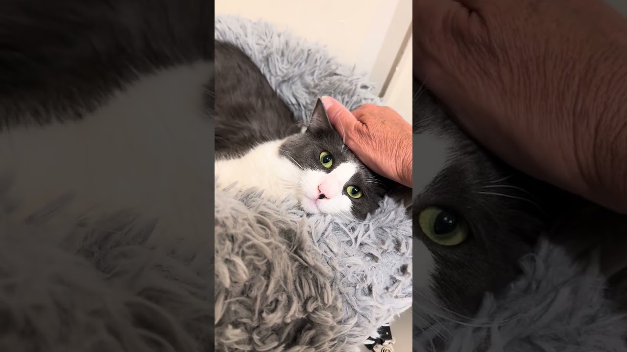 Cheyene, a ADOPTABLE Domestic Medium Hair in Manhasset, NY video 2/5