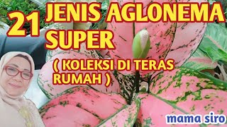 Download lagu 21  JENIS AGLONEMA SUPER PRIMADONA PENGHIBUR HATI mp3