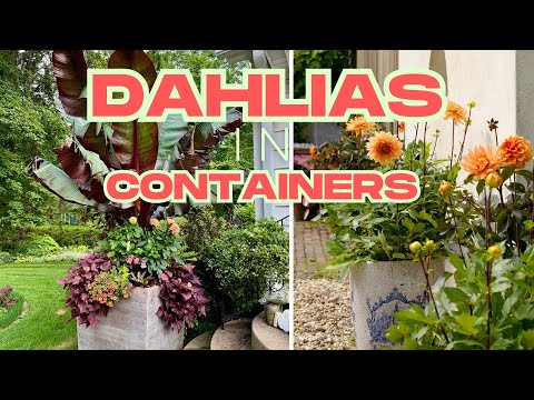 Dahlia Krukor