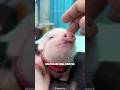 Mini Pig Intelligent Little Companions