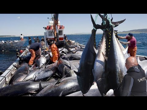 Surely this CRAZY Fastest Tuna Fishing Skill you never seen before! Incredible Fishing in the Japan
