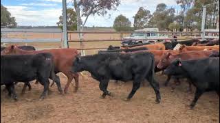 NON EU Hfrs - Durong