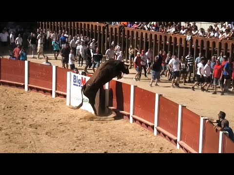 Peñafiel 2024 El Toro Se Salta la Plaza