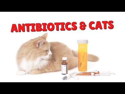 How To Help Your Cat On Antibiotics | Two Crazy Cat Ladies #Shorts