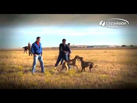 Razas Ibéricas: el Galgo Español