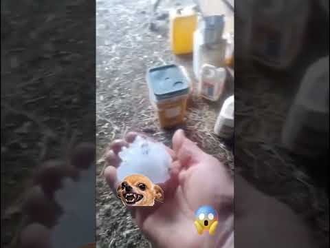 O desespero dos animais com a chuva de granizo em Erechim #erechim #riograndedosul