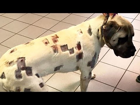 Kiedy lekarz zobaczył te rany, nie mógł powstrzymać łez