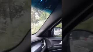 MURI DI ALBERI A VIALE BELGIO