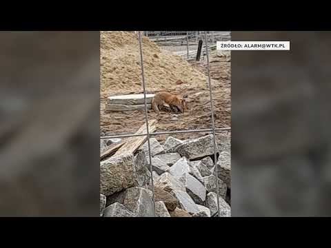 Nietypowy gość na placu Wolności. Lis przyszedł tam na...obiad