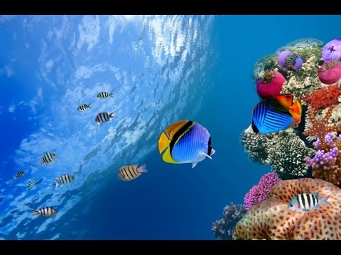 Afslappende Musik - Koralrevsfisk