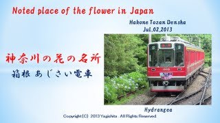 preview picture of video '2013年箱根あじさい電車 Japan: Hydrangea flower Trip by Hakone Tozan Railway'