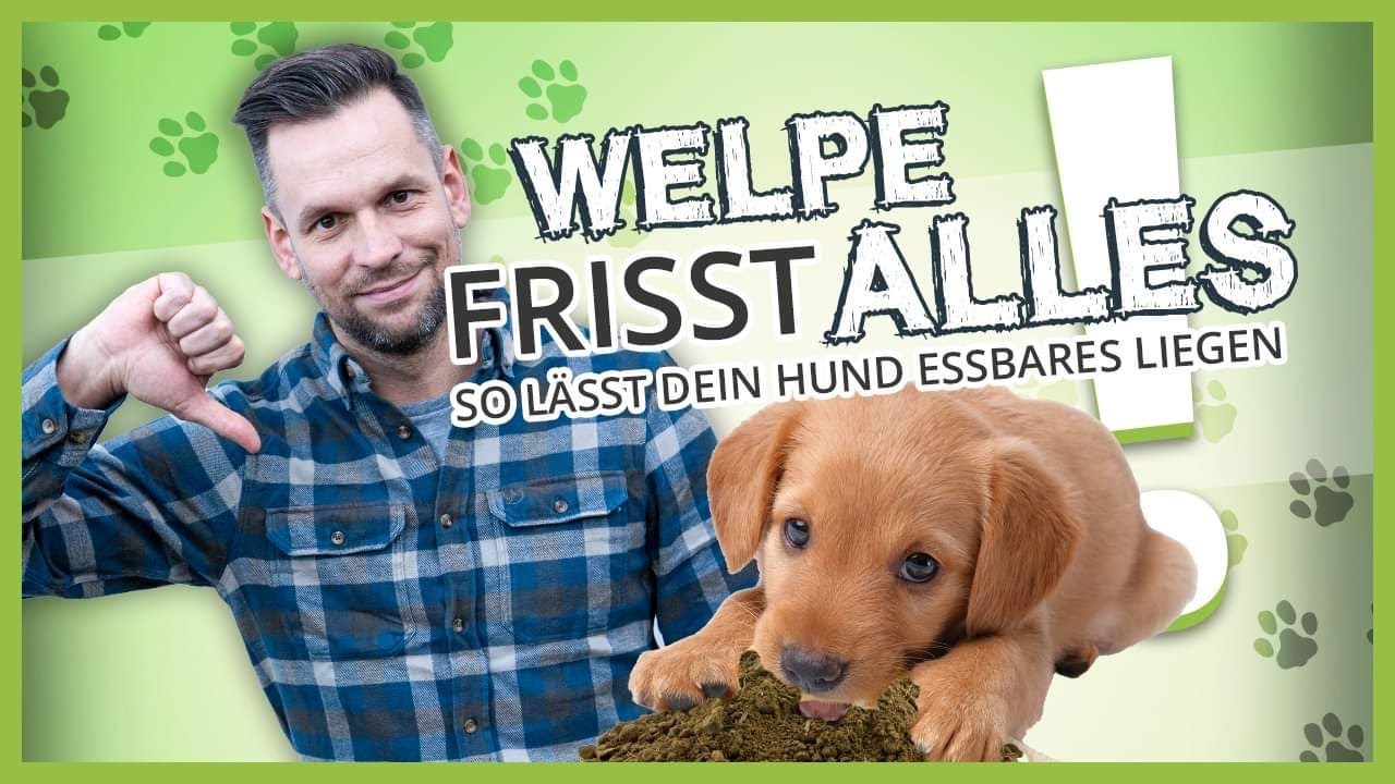 WELPE frisst alles ▶︎ So lässt dein Hund Essbares liegen