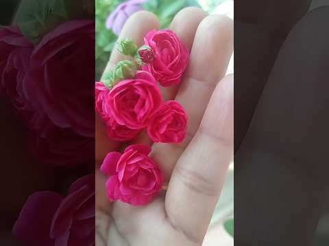 Phool aahista fekno 🌹🌹🌹🌹 phool bade najuk hote hai🌹🌹🌹🌺🌺🌺🌸🌸🌸🌸🌹🌹