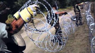 Jenny  Böttcher (Jenix) - Wölfe