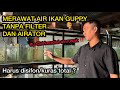 Caring For Guppy Fish Water That Is Kept Without A Filter And Aerator
