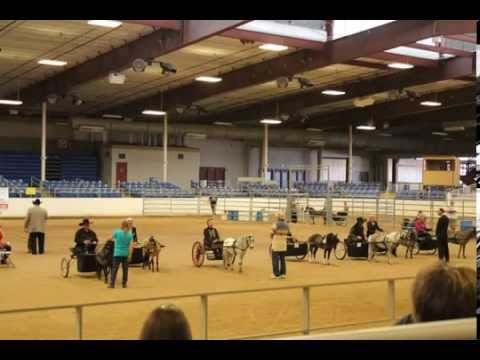 2015 Arizona Touch of Class Miniature Horse Show at the Equidome in Scottsdale Arizona. This is more fun than you can imagine and though these animals might be small they be mighty!