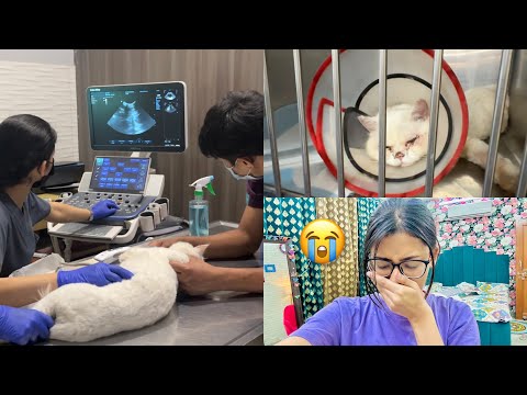 Makasa Ki Surgery Ho Gayi 😭 | *Emotional* | SAMREEN ALI VLOGS