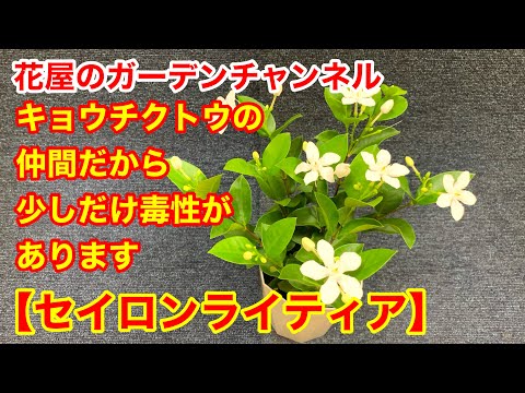 園芸 グリーンリーフエルサレムセージ、スライムフロミス、エルサレムスライムセージ