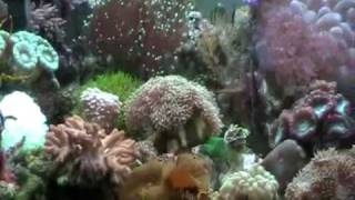 preview picture of video 'Tommy's Aquarium (mini reef) 2'