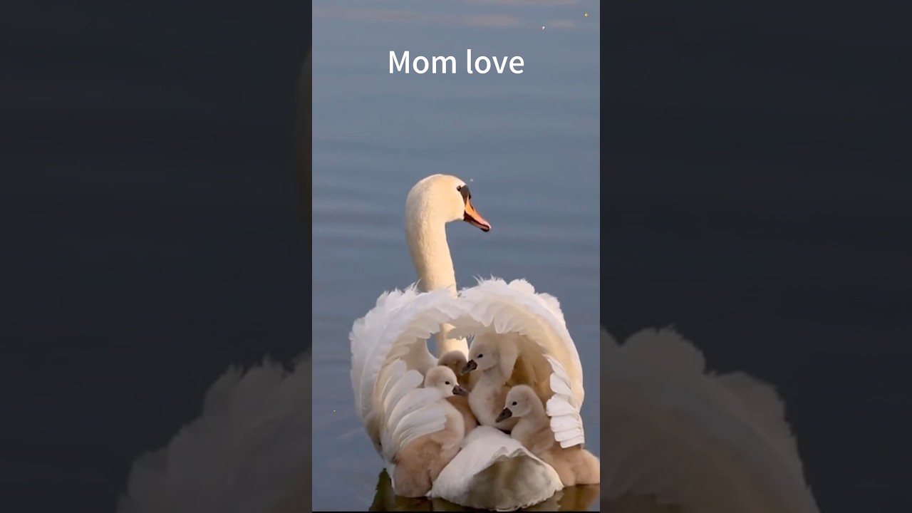 Motherly love is selfless.#animals #mom #love #cute