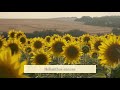 Helianthus annuus_Sunflower_CoMpAnIoNsOuL