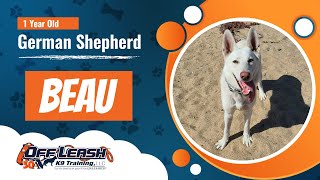 Download Lagu Best German Shepherd Dog Training | Carmel, Ca | Beau Thumbnail