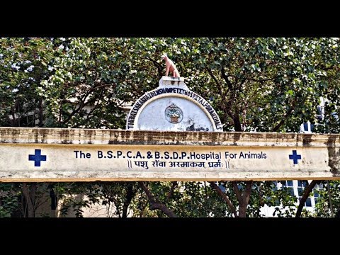 download lagu mp3 mp4 Bombay Veterinary Hospital Parel, download lagu Bombay Veterinary Hospital Parel gratis, unduh video klip Bombay Veterinary Hospital Parel