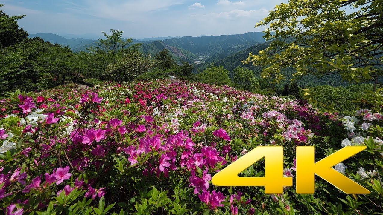 The Azalea of Ozu Tomisuyama Park