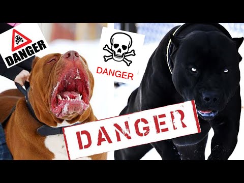 Dangerous Dog Breeds | top 10 Dangerous Dog Breeds today