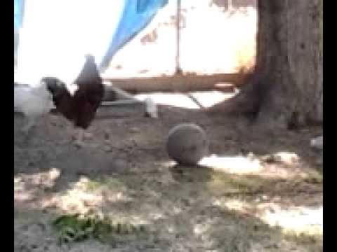 Chickens Soccer Android