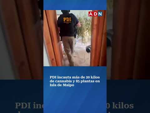 PDI incauta más de 20 kilos de cannabis y 85 plantas en Isla de Maipo