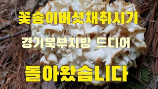 송이 송이 꽃송이버섯 경기북부지방 채취시기가 드디어 돌아왔습니다