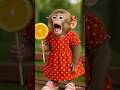The Monkey Is So Cute Funny Video Funny Cute
