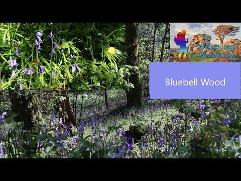 Bluebell Wood