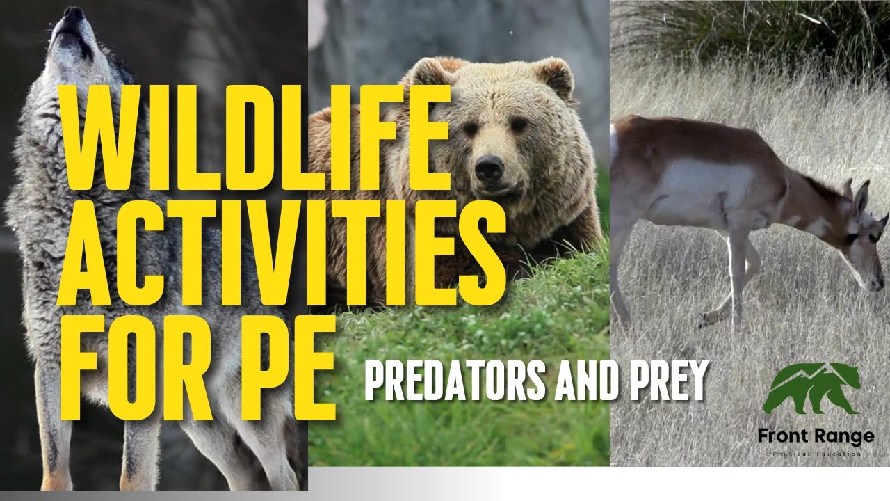Wildlife Activities for PE -Predators and Prey