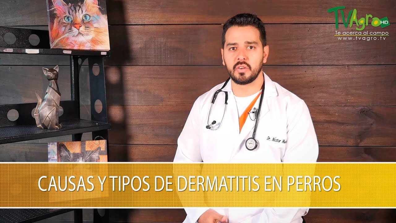 Watch Causas y Tipos de Dermatitis en Perros- TvAgro por Juan Gonzalo Angel Restrepo Now Causas y Tipos de Dermatitis en Perros- TvAgro por Juan Gonzalo Angel Restrepo
