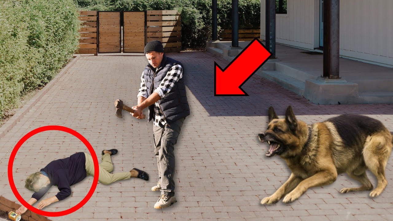 😱 Bandidos atacan a señora, pero aparece su perro y HACE ALGO QUE DEJA A TODOS CON LA BOCA ABIERTA