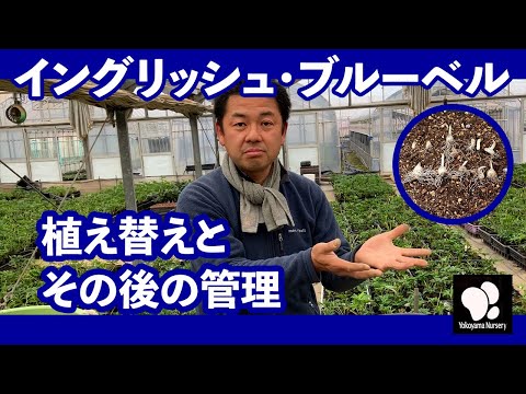 2023年のブルーベルの植え方