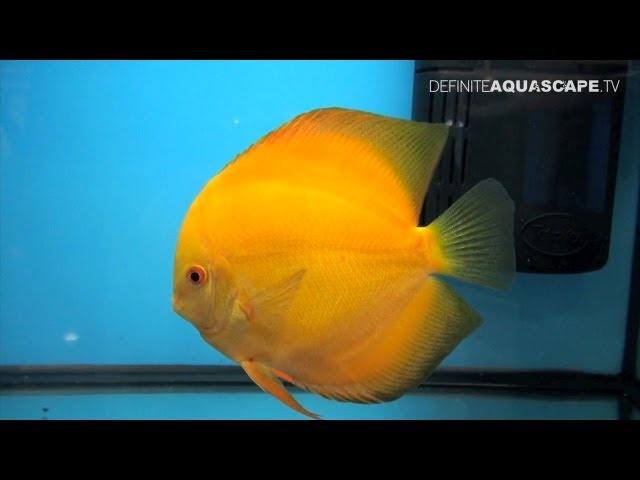 Discus Fish Classification: Solid Red and Solid discus (groups G and H) - Aquatics Live 2012, pt.15