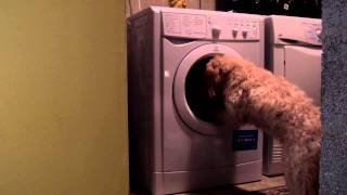 Mon chien et la machine à laver