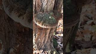 Black Locust: An Amazing Tree With an Achilles Heel