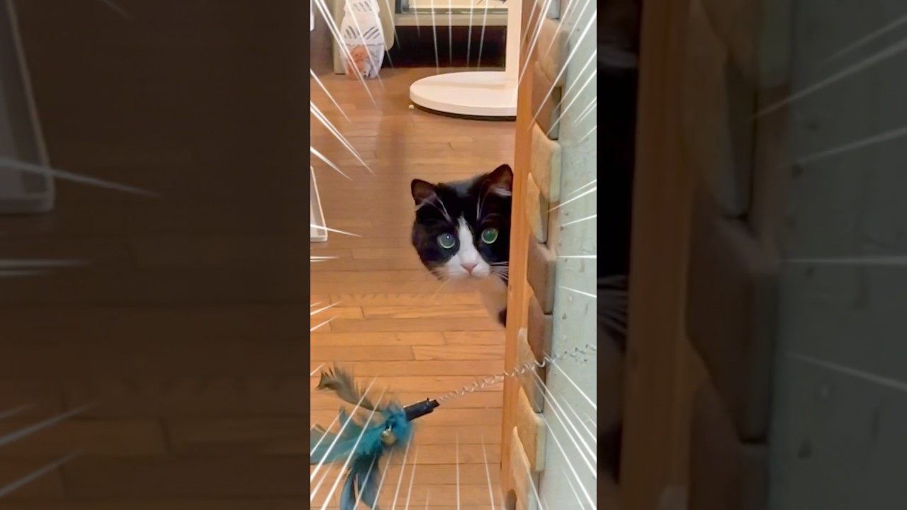 【猫動画】急にどうしたん？wwwww #shorts #もちぞう