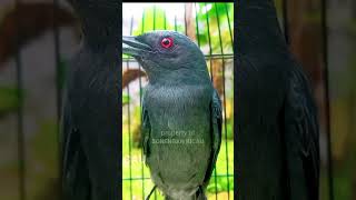 Download lagu PANCINGAN GANAS srigunting abu abu gacor mp3