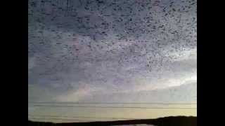 preview picture of video 'Amazing Swarm Of Birds in Lithuania (swarming, flocking)'
