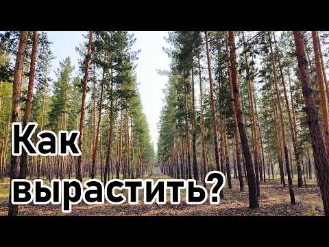 Мероприятия по созданию и интенсификации роста искусственных лесных насаждений