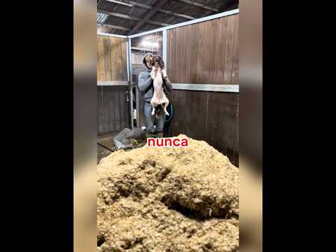 Nunca le enseñes a tu perro a cavar 😱😂 #shorts #perros