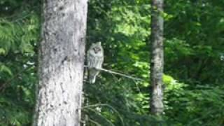 Van Morrison &amp; Tom Jones - Sometimes we cry