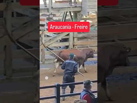 Ternero Clavel Extra en Araucanía - Freire 19/03/26 más info en #aprocarne